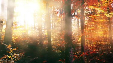 Orman ağaçların arasından güneş ışığı