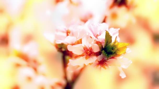 Pink Cherry Flowers Blooming Springtime — Stock Video