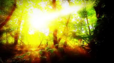 Orman ağaçların arasından güneş ışığı