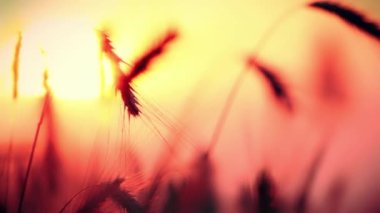 ears of wheat field at sunset background