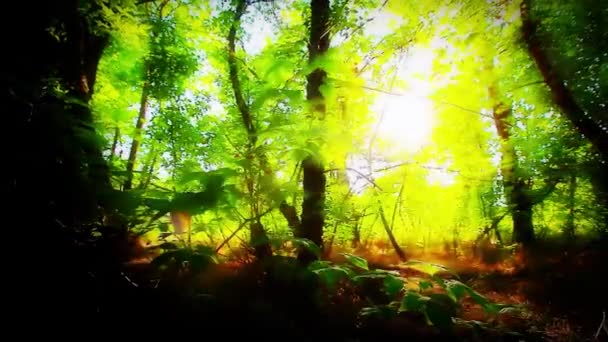 Sonnenlicht Durch Die Bäume Wald — Stockvideo