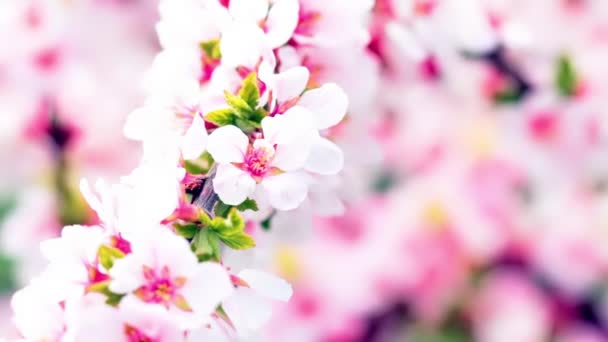 粉红樱桃花开的春天 — 图库视频影像