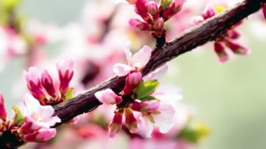 ilkbaharda çiçek açan kiraz pembe çiçekler