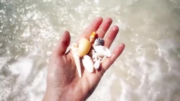 Shell Beach Fundo Das Ondas Oceano — Vídeo de Stock