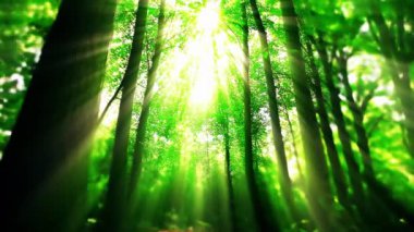 Orman ağaçların arasından güneş ışığı