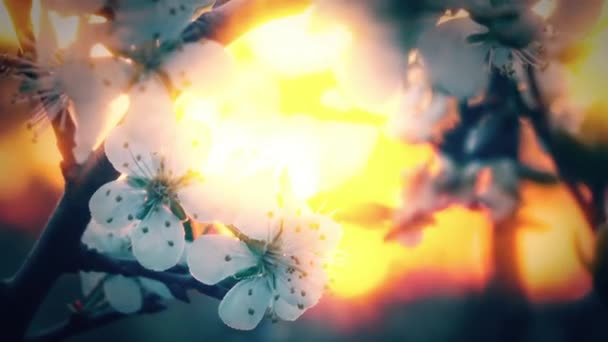 Timelapse Arbre Fleurs Sur Fond Coucher Soleil — Video