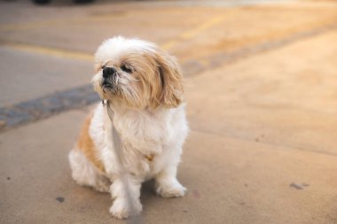 Küçük bir Shih Tzu köpeği başını yana eğmiş yerde oturuyor. Köpek tasma takıyor ve uzaktan bir şeye bakıyor. Evcil hayvan konsepti.