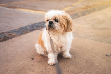 Küçük bir Shih Tzu beyaz ve kahverengi köpeği ağzında bir tasmayla yerde oturuyor. Köpek bir şeye bakıyor gibi görünüyor, muhtemelen bir insana ya da başka bir hayvana. Sahne sakin ve huzurlu. Evcil hayvan konsepti.