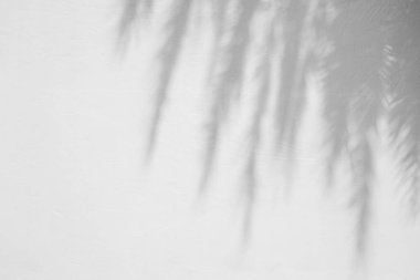 Arka plan ve duvar kağıdı için beyaz beton duvar dokusuna düşen doğal palmiye yaprağının gri gölgesi. Tropik palmiye yaprakları gölge etkisi, model ve desen