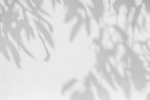 叶面反射的阴影和阳光 灌丛树叶灰暗的树阴和灯火在混凝土墙纸上 阴影覆盖效果 造型设计 灰叶艺术背景图N — 图库照片