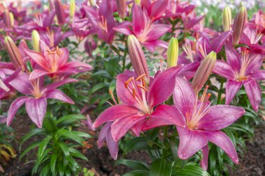 Bahçedeki pembe zambaklar. Pembe yapraklı zambak çiçekleri. Çiçek botanik grubu