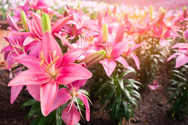 庭のピンクのユリの花 ピンクの花弁でユリを咲かせます 花の植物の背景 — ストック写真