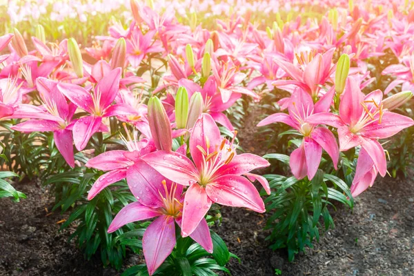庭のピンクのユリの花 ピンクの花弁でユリを咲かせます 花の植物の背景 — ストック写真
