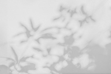 Yaprak gölgesi ve açık doğa tropikal arka plan. Doğal yapraklar, ağaç dalları ve üzerine güneş ışığı lekesi konmuş gölgeler. Yeşillik modellemesi için gölge örtüsü efekti, pankart grafik düzeneği