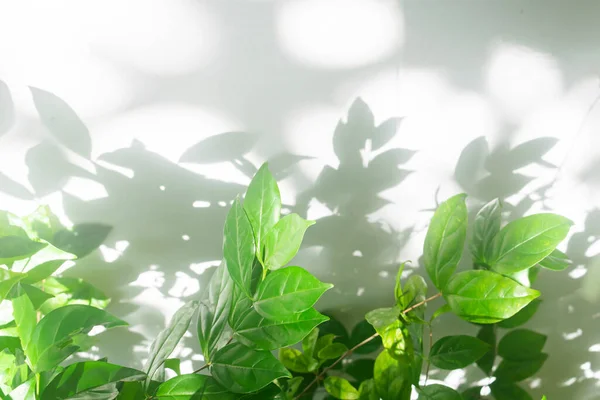 Sombra Hojas Reflejo Del Sol Hojas Plantas Verdes Oscuridad Gris —  Fotos de Stock
