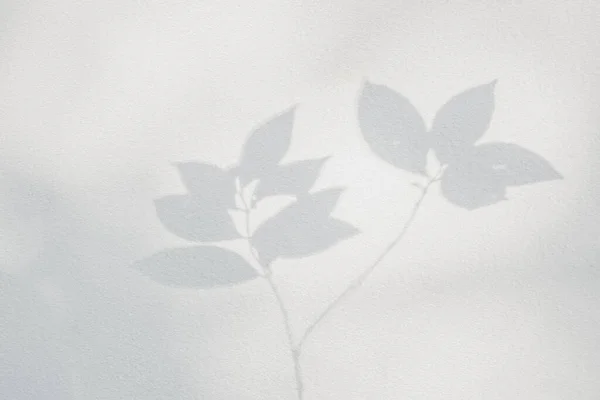 Leaf shadow and light on wall blur background. Sunshine, shadows and darkness of nature tropical leaves tree branch shadow overlay effect foliage mocku