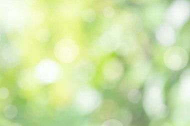 Doğa, güneş ve güneş ışığıyla soyut arkaplanı bulanıklaştırır. Yeşil yaprak yaprakları üzerinde güneş ışığı batar, yapraklar bulanıklaşır ilkbaharda güneşli bir günde veya toplamda