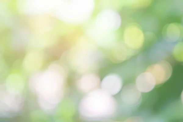 Doğa Güneş Güneş Işığıyla Soyut Arkaplanı Bulanıklaştırır Yeşil Yaprak Yaprakları — Stok fotoğraf