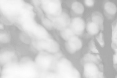 Ağaç gölgesi ve yaprak dalının ışığı. Doğa, arka plan duvar kağıdı tasarımı için tropikal orman ağacı dalları karanlık gölgeler ve güneş ışığından gelen ışık ve gölge effec örtüsü bırakır.