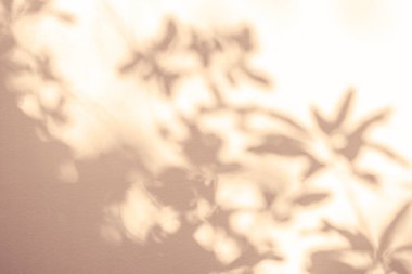 Yaprak gölgesi ve pembe arka planda ışık. Doğa tropikal yapraklar ağaç dalları ve güneş ışığından gelen gölgeler arka plan duvar kağıdı için beyaz duvar dokusu, gölge effec örtüsü