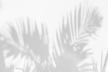 Arka plan ve duvar kağıdı için beyaz duvar dokusuna düşen doğal palmiye yaprağının gri gölgesi. Tropik palmiye yaprakları yaprak gölgesi efekti, yeşillik modeli ve desen