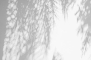 Doğal palmiye yaprağının gri gölgesi ve arka plan ve duvar kağıdı için beyaz duvar dokusuna düşen soyut arkaplan. Tropik palmiye yaprakları yaprak gölgesi efekti, yeşillik modeli ve desen