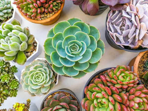 Colorful cactus succulent plants on pot background, cactus on white table, top view, close u