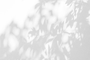 Yaprak yansımasının gölgesi ve güneş ışığı. Orman yaprakları, gri gölge ve duvar kağıdındaki ışık, gölgeler, taklit tasarım. Gri tropikal gölge sanatsal arka plan