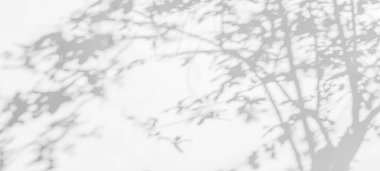 Ağaç gölgesi ve yaprak dalının ışığı. Doğa, arka plan duvar kağıdı tasarımı için tropikal orman ağacı dalları karanlık gölgeler ve güneş ışığından gelen ışık ve gölge effec örtüsü bırakır.