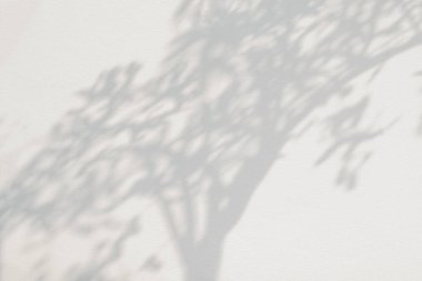 Ağaç gölgesi ve yaprak dalı. Doğa, arka plan duvar kâğıdı ve tasarımı için beyaz duvar dokusuna tropikal orman ağacı dalları karanlık gölge ve aydınlık bırakır.