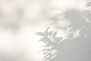 Yaprak gölgesi ve arka planda ışık. Doğa tropikal yapraklar ağaç dalları duvar kağıtları için güneş ışığını beyaz duvara yansıtır, gölge efekti modelleme, grafik düzenleme, duvar kağıdı, dekor