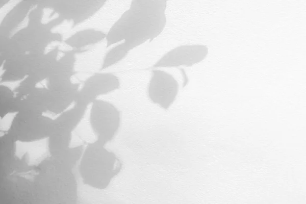 墙壁背景上的叶荫和光 自然热带叶乔木分枝和植物树阴 阳光照射在白墙质感上 背景墙纸 阴影覆盖 — 图库照片