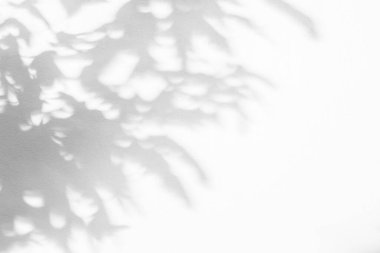 Yaprakların gölgesi ve güneş ışığı yansıması. Ormanın gri gölgesi ve aydınlatma beton duvarda, gölgeler efekt, model ve arzu