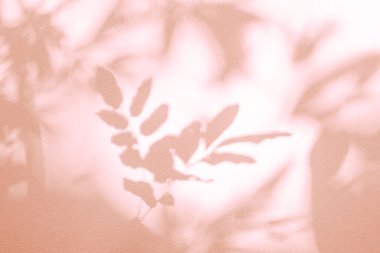 Yaprak gölgesi ve duvardaki ışık pembe renkli arka plan. Doğa tropikal yapraklar ağaç dallarını gölgeler ve duvarda güneş ışığı ışığı ışığı olan gölgeler duvar kağıtları, gölge efektleri alay konusu