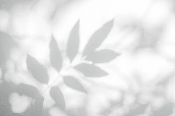 Тень Солнечный Свет Отражения Листьев Джунгли Листья Дерева Серой Тени — стоковое фото