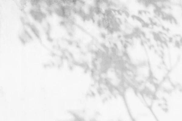 Дерево Тінь Світло Листя Гілки Фону Листя Природи Тропічні Гілки — стокове фото