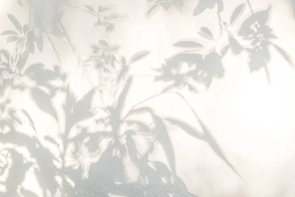 Shadow Sunshine Leaves Reflection Jungle Gray Darkness Leaf Shade Lighting — Stock Photo, Image
