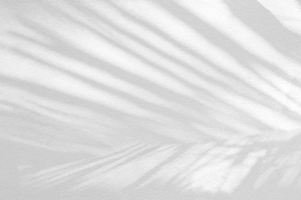 Gray Shadow Natural Palm Leaf Abstract Background Falling White Concrete — 图库照片