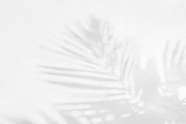 Gray shadow of natural palm leaf abstract background falling on white concrete wall texture for background and wallpaper. Tropical palm leaves foliage shadow overlay effect, mockup and desig