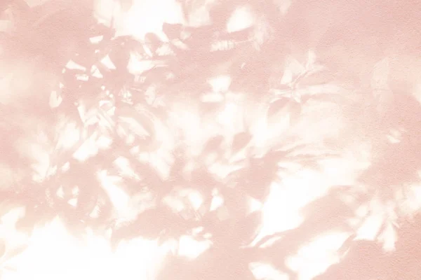 Ombra Foglia Luce Sfondo Rosa Parete Natura Foglie Tropicali Albero — Foto Stock