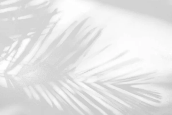 天然棕榈叶的灰色阴影抽象背景落在白墙纹理的背景和墙纸上 热带棕榈叶叶影覆盖效果 叶型模拟与设计 — 图库照片