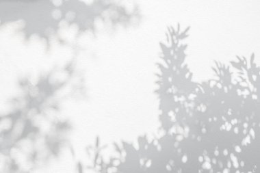 Yaprak gölgesi ve arka planda ışık. Doğa tropikal yaprakları ağaç dalları ve güneş ışığından gelen gölgeli bitki gölgesi arka plan duvar kağıdı için beyaz duvar dokusuna lekelenmiş, gölge effec