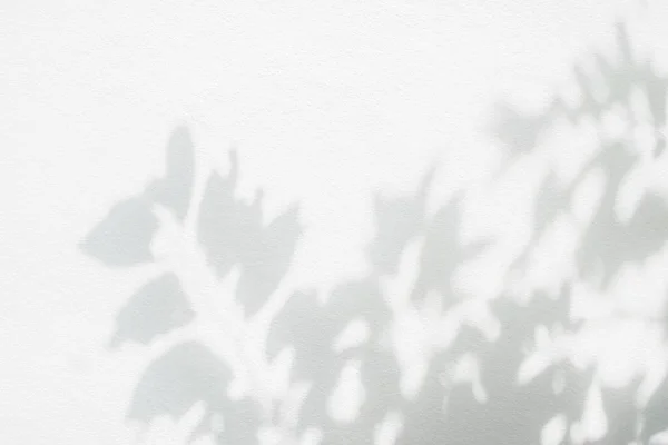 Σκιά Φύλλων Και Φως Φόντο Τοίχων Φύση Τροπικά Φύλλα Κλαδί — Φωτογραφία Αρχείου
