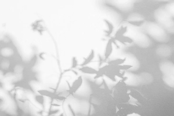 Тень Листьев Свет Фоне Стен Природа Тропических Листьев Дерева Ветви — стоковое фото