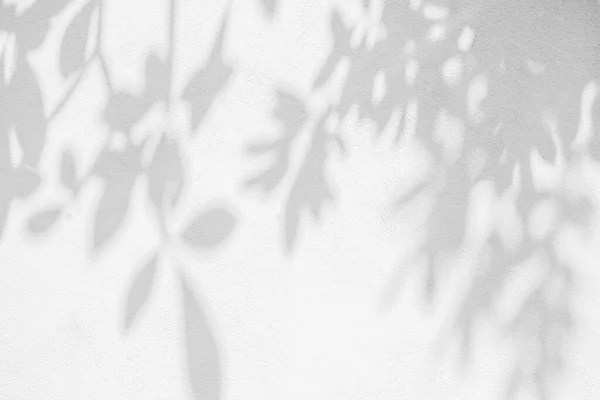 墙壁背景上的叶荫和光 自然热带叶乔木枝条白墙遮阳墙纸 阴影复盖效果叶型 图形布局 — 图库照片