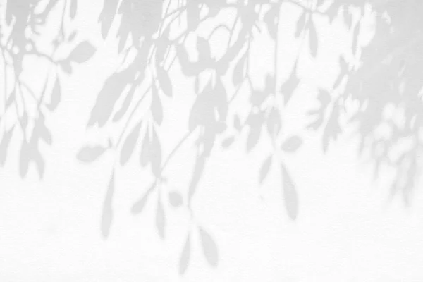 Тінь Листя Світло Фоні Стіни Природа Тропічного Листя Гілки Дерева — стокове фото