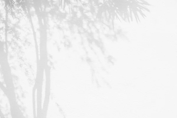 Тінь Дерева Фон Гілки Листя Листя Природи Тропічні Гілки Дерева — стокове фото
