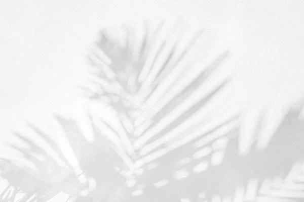 Пальма Листя Тінь Листя Стіна Тіні Кокос Фон Природа Тропічний — стокове фото