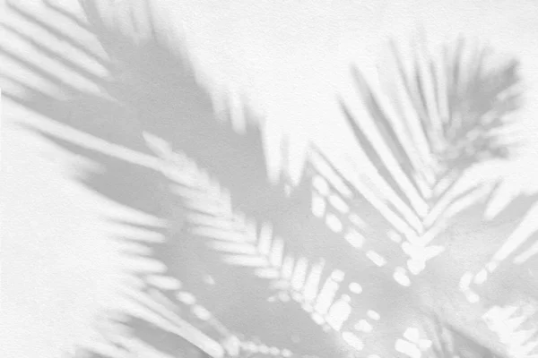 Doğal Palmiye Yaprağının Gri Gölgesi Arka Plan Duvar Kağıdı Için — Stok fotoğraf
