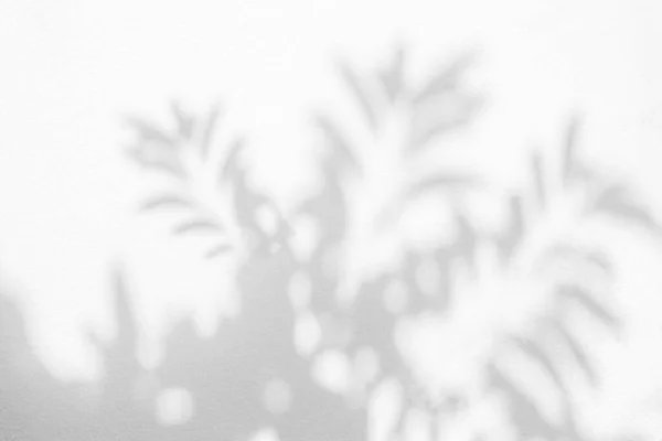 Тень Листьев Свет Фоне Размытия Стен Природа Тропических Листьев Деревьев — стоковое фото